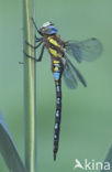 Paardenbijter (Aeshna mixta)