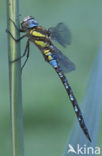 Paardenbijter (Aeshna mixta)