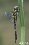 Paardenbijter (Aeshna mixta)