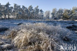 Pijpestrootje (Molinia caerulea)