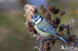 Pimpelmees (Parus caeruleus)