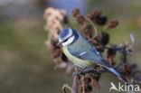 Pimpelmees (Parus caeruleus)