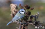 Pimpelmees (Parus caeruleus)