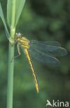 Plasrombout (Gomphus pulchellus)