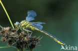 Plasrombout (Gomphus pulchellus)