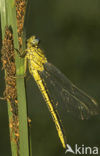 Plasrombout (Gomphus pulchellus)