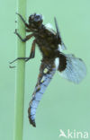 Platbuik (Libellula depressa)