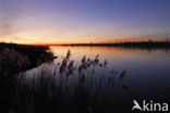 Riet (Phragmites australis)