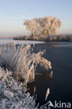 Riet (Phragmites australis)