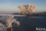 Riet (Phragmites australis)