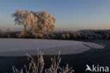 Riet (Phragmites australis)