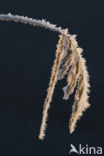 Riet (Phragmites australis)