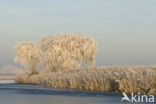 Riet (Phragmites australis)