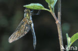 Smaragdlibel (Cordulia aenea)