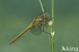 Steenrode heidelibel (Sympetrum vulgatum)