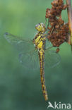 Steenrode heidelibel (Sympetrum vulgatum)