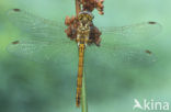 Steenrode heidelibel (Sympetrum vulgatum)