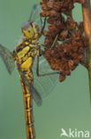 Steenrode heidelibel (Sympetrum vulgatum)