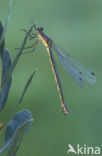 Tangpantserjuffer (Lestes dryas)