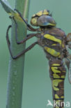 Venglazenmaker (Aeshna juncea)