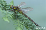 Venglazenmaker (Aeshna juncea)