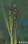 Venglazenmaker (Aeshna juncea)