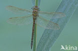 Venglazenmaker (Aeshna juncea)