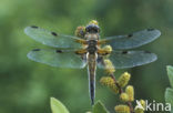 Viervlek (Libellula quadrimaculata)