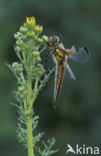 Viervlek (Libellula quadrimaculata)