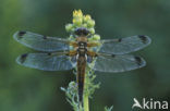 Viervlek (Libellula quadrimaculata)