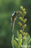 Viervlek (Libellula quadrimaculata)