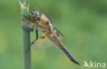 Viervlek (Libellula quadrimaculata)