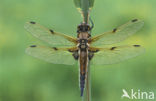 Viervlek (Libellula quadrimaculata)