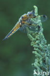 Viervlek (Libellula quadrimaculata)