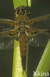 Viervlek (Libellula quadrimaculata)