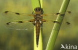 Viervlek (Libellula quadrimaculata)