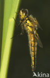 Viervlek (Libellula quadrimaculata)