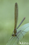 Weidebeekjuffer (Calopteryx splendens)