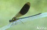 Weidebeekjuffer (Calopteryx splendens)