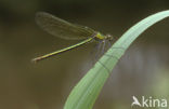 Weidebeekjuffer (Calopteryx splendens)