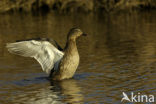 Wilde Eend (Anas platyrhynchos)