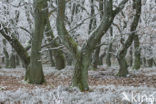 Zomereik (Quercus robur)