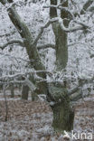 Zomereik (Quercus robur)