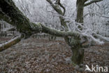 Zomereik (Quercus robur)