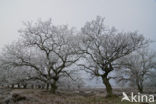 Zomereik (Quercus robur)