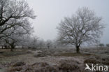 Zomereik (Quercus robur)