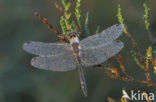 Zwarte heidelibel (Sympetrum danae)