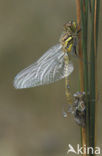 Zwarte heidelibel (Sympetrum danae)