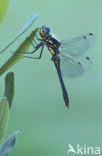 Zwarte heidelibel (Sympetrum danae)