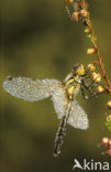 Zwarte heidelibel (Sympetrum danae)